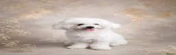 Bichon Frise dogs for sale:   Chico looking for a Loving Home - Advert 1