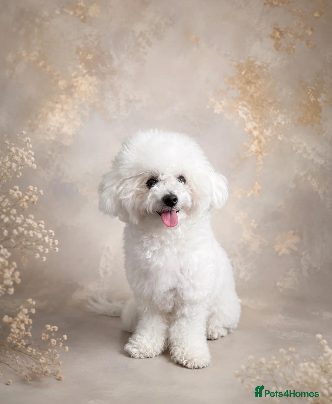 Bichon Frise dogs for sale:   Chico looking for a Loving Home - Advert 1