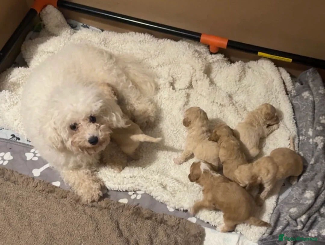 Cavapoochon dogs for sale: F1B Cavapoochon Puppies - Advert 10