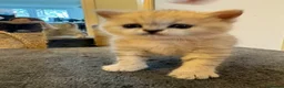 British Shorthair cats for sale: British shorthair kittens, breeded - Advert 4