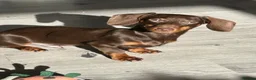 Miniature Dachshund dogs for sale: Loverly Dog  - Advert 2