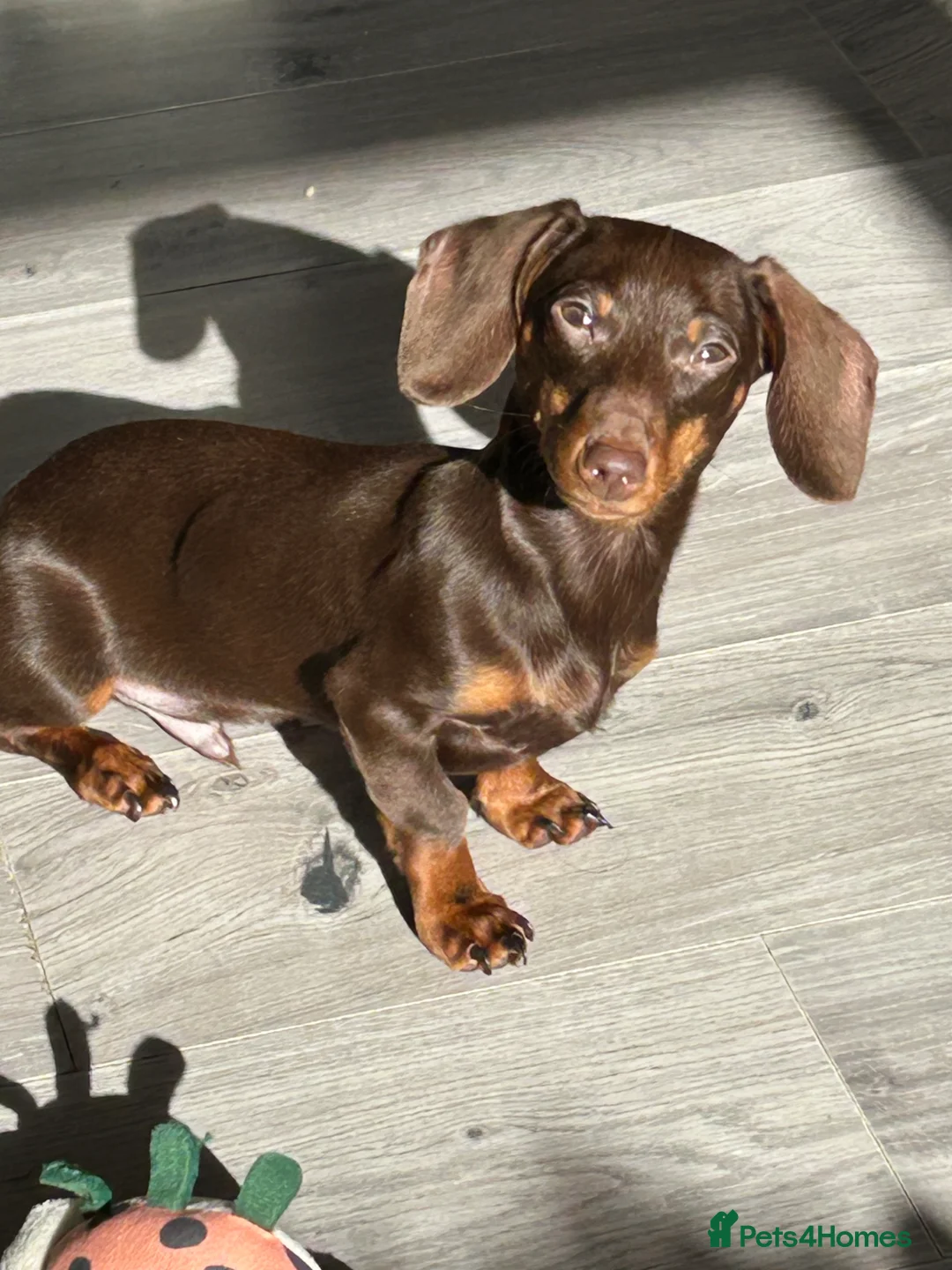 Miniature Dachshund dogs for sale: Loverly Dog  - Advert 2
