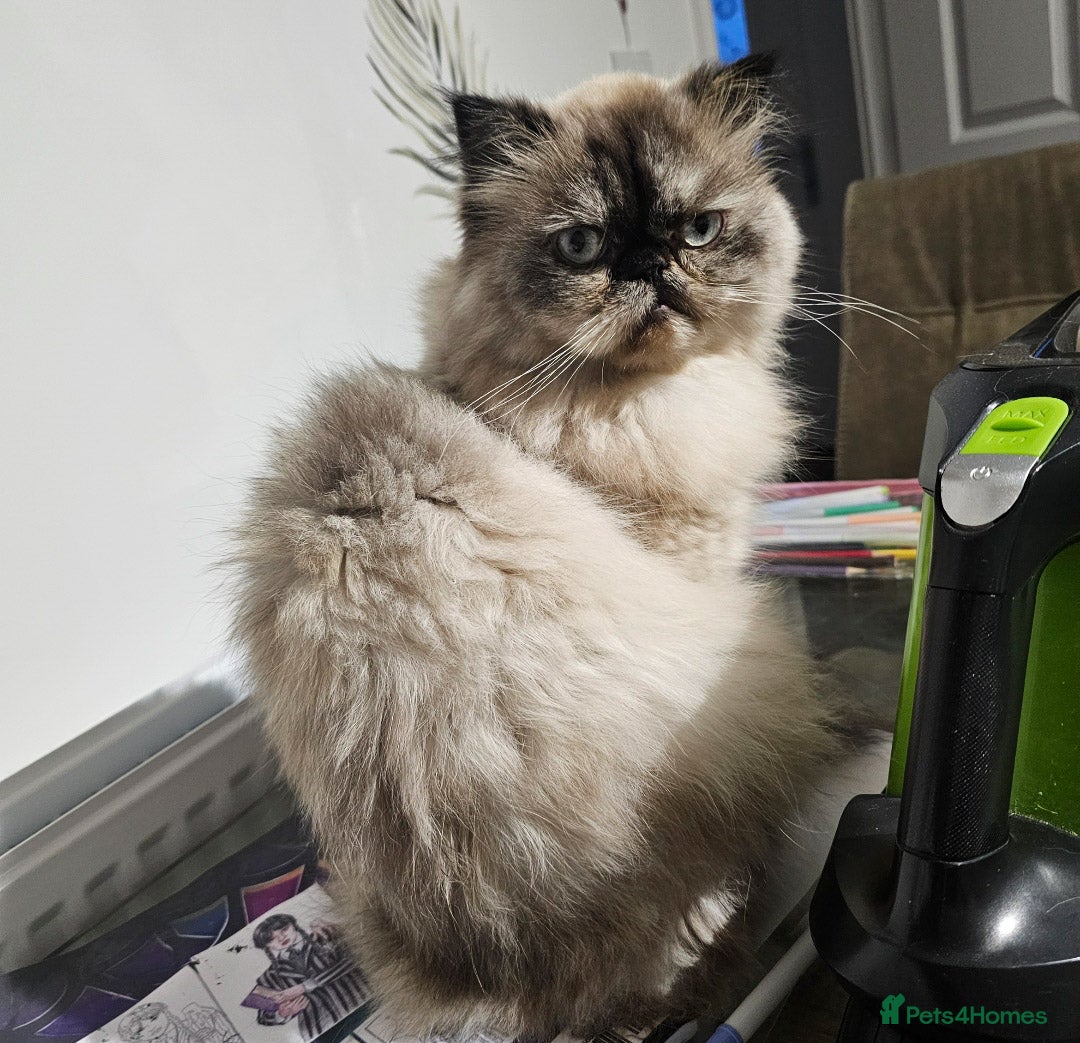 Persian cats for sale: 2x Persian female cats - Image 4