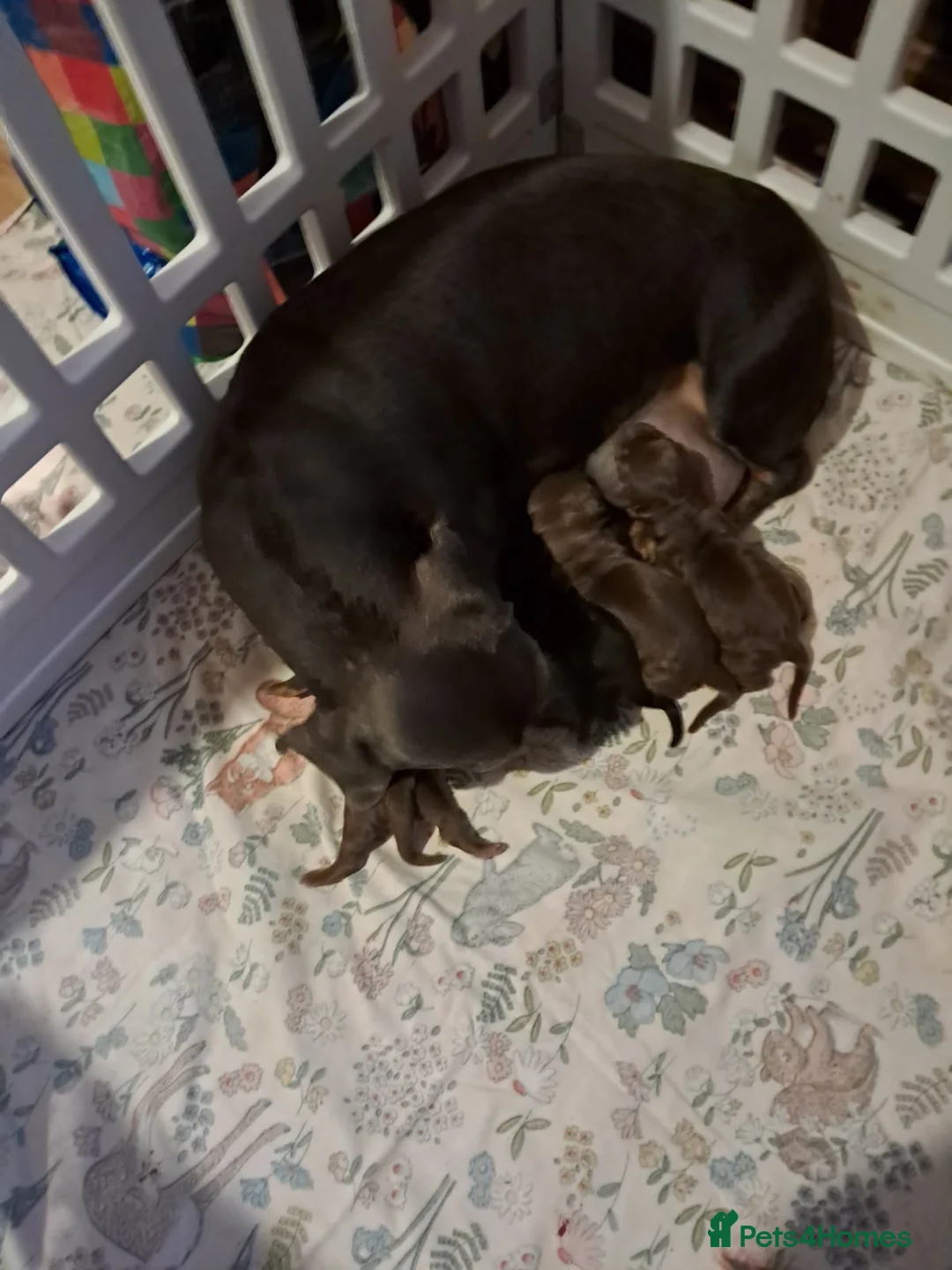 Miniature Dachshund dogs for sale: 5 beautiful miniature dachshund puppies  - Advert 1