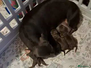 Miniature Dachshund dogs 5 beautiful miniature dachshund puppies - Advert 4