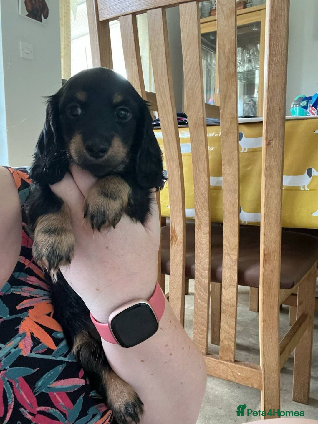 Miniature Dachshund dogs for sale: ADORABLE LONG-HAIRED MINIATURE DACHSHUND PUPPIES - Image 5