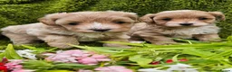 Maltipoo dogs for sale: Stunning red maltipoos - Advert 4