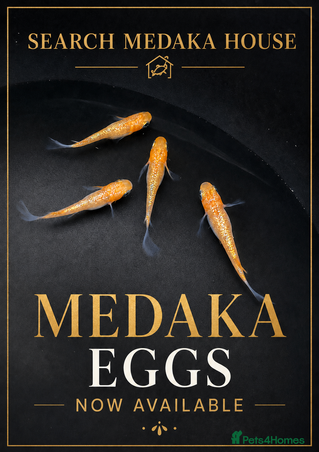 Ricefish fish Medaka rice fish eggs many varieties available  - Advert 1