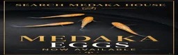 Ricefish fish for sale: Medaka rice fish eggs many varieties available  in Aylesbury - Advert 1