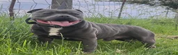 Staffordshire Bull Terrier dogs for sale: Bulscaff blood line both parents  in Wisbech - Advert 2