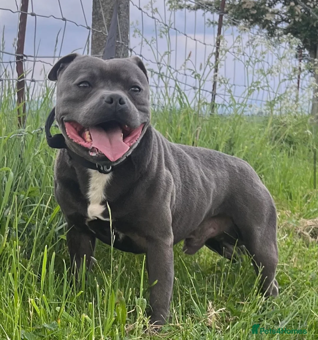 Staffordshire Bull Terrier dogs for sale: Bulscaff blood line both parents  in Wisbech - Advert 2