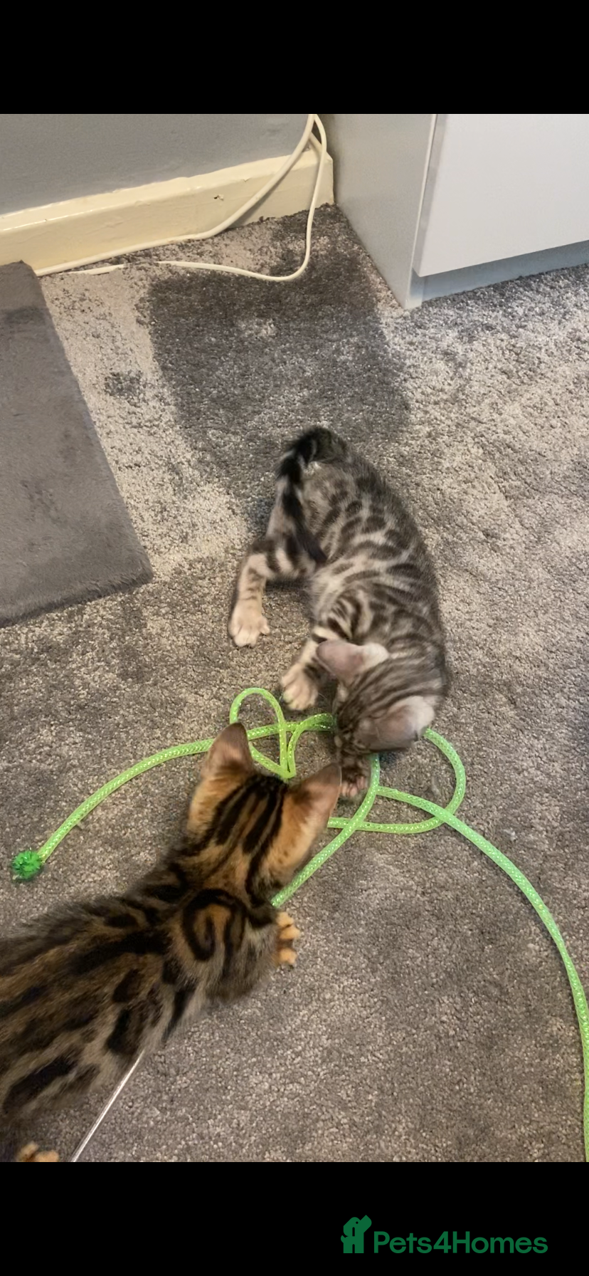 Bengal cats for sale: GCCF Registered Pedigree Kittens  - Advert 10