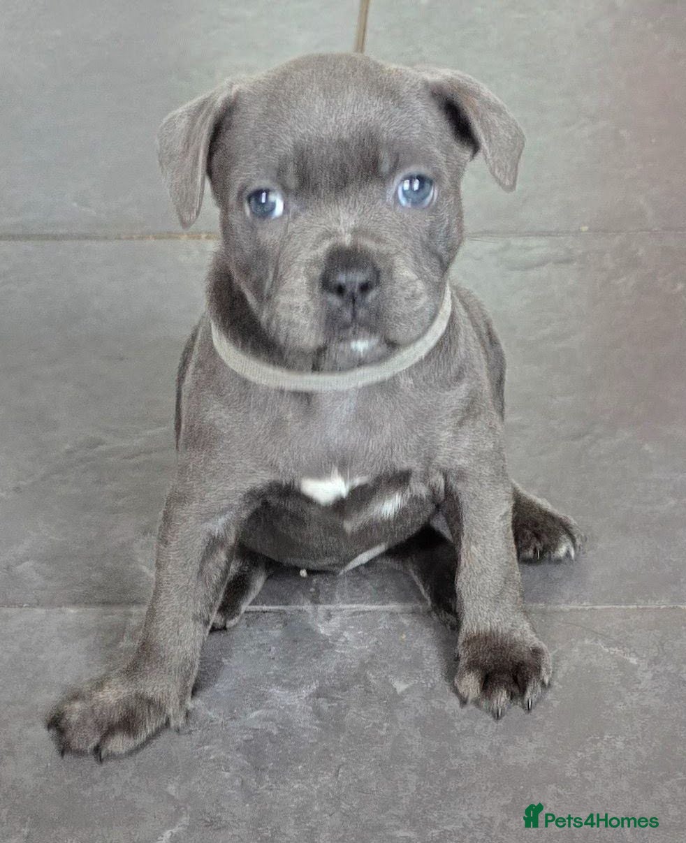Staffordshire Bull Terrier dogs Stunning KC reg SBT BLUE PUPS - Advert 1