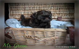 Shih Tzu dogs for sale: Stunning KC chocolate imperial Shihtzu puppies - Image 26