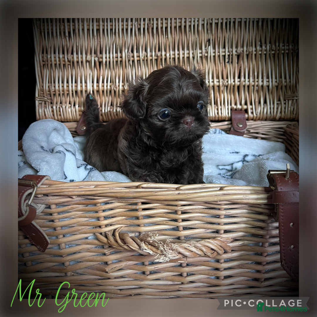 Shih Tzu dogs for sale: Stunning KC chocolate imperial Shihtzu puppies - Image 26