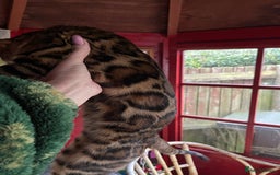 Bengal cats for stud: Bengal with Champion cert GCCF reg for stud duty - Image 5