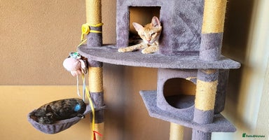 Mixed Breed cats [Indoors Only] Alto & Moka! Cuddlebugs Funky Pair! - Advert 7