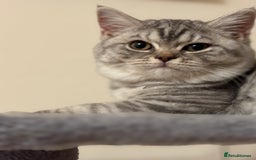 British Shorthair cats for sale: Pedigree|Champion Lines|GCCF Registered| - Image 21