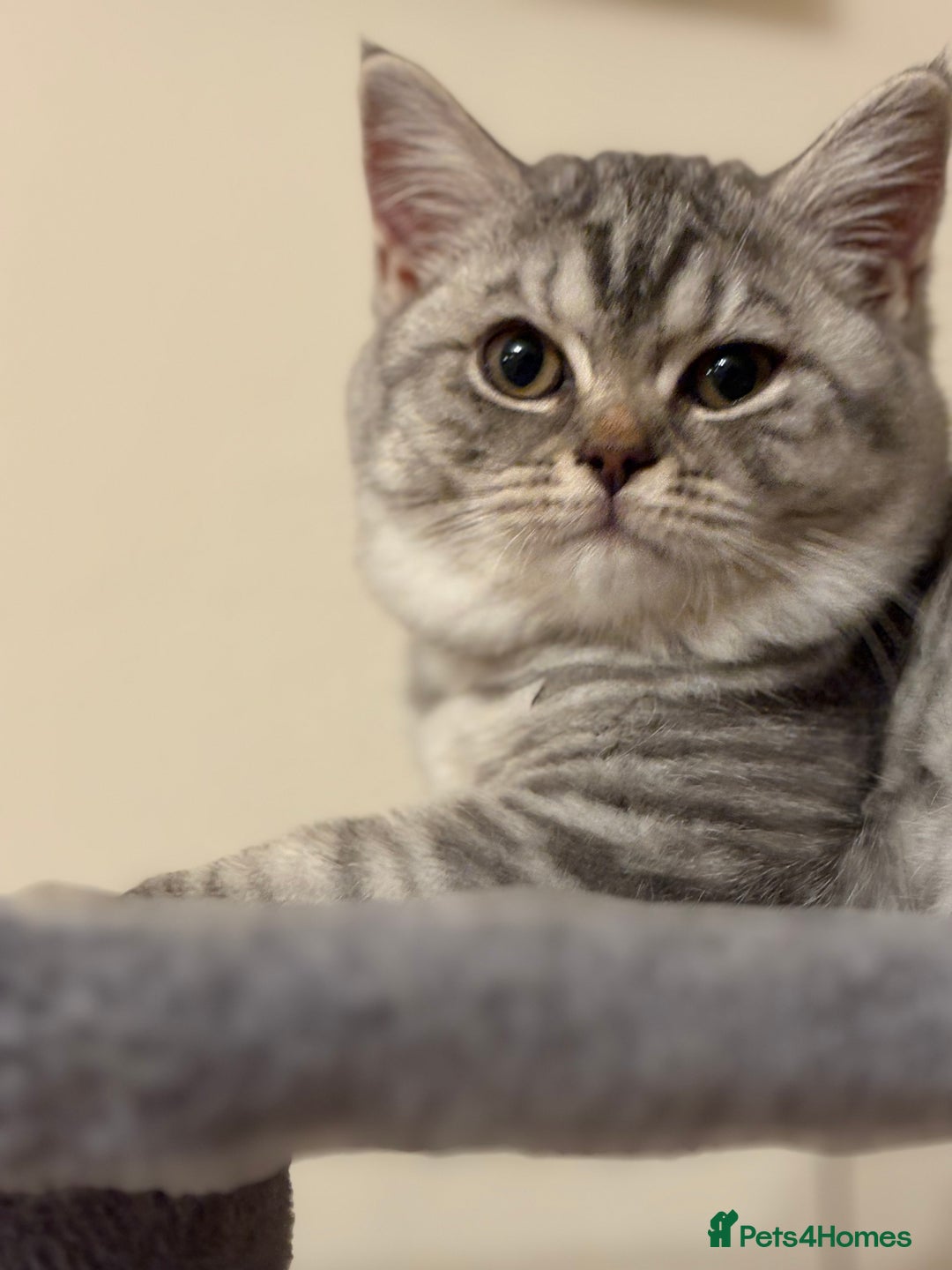 British Shorthair cats for sale: Pedigree|Champion Lines|GCCF Registered| - Image 21