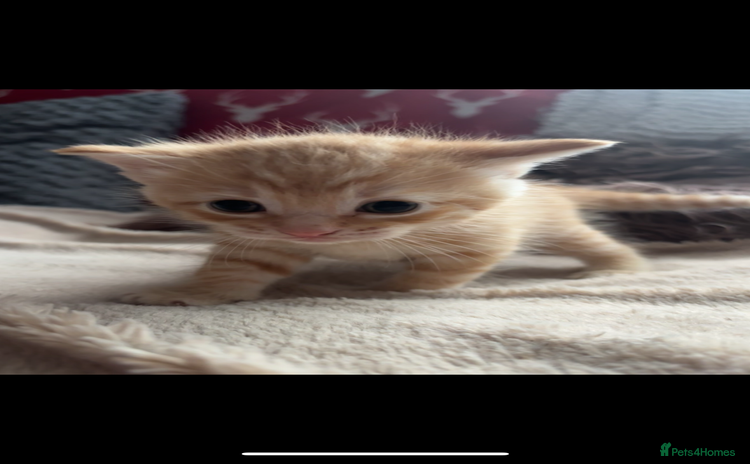 Bengal cats - Advert 5