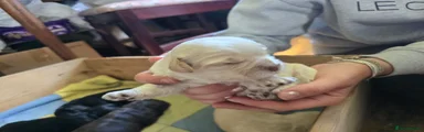Shihpoo 4