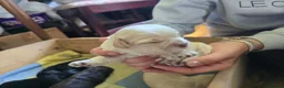Shihpoo dogs for sale: 🐾 Gorgeous Shihpoo puppies for sale 🐾 - Advert 14