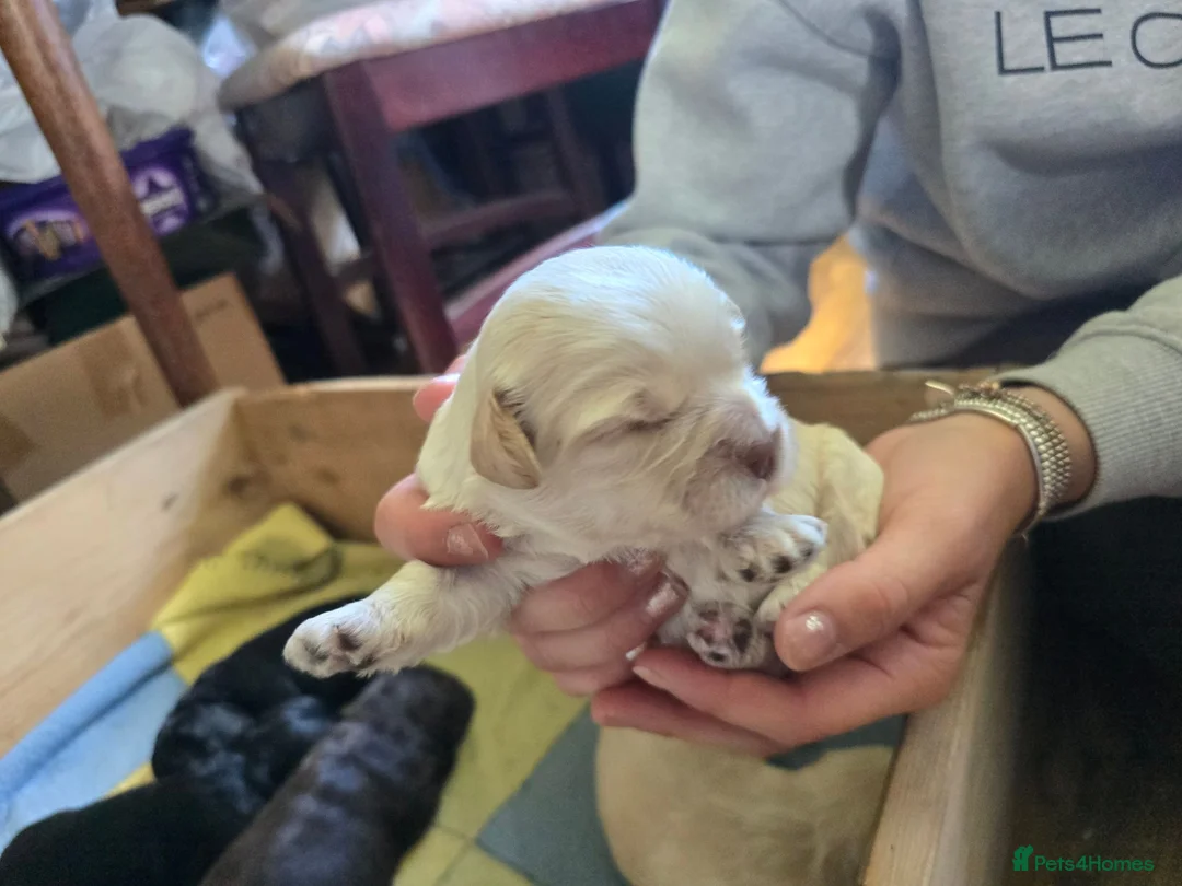 Shihpoo dogs for sale: 🐾 Gorgeous Shihpoo puppies for sale 🐾 - Advert 14