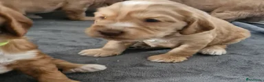 Cockapoo 5
