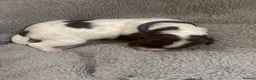 English Springer Spaniel dogs for sale: RKC English Springer Spaniel  - Advert 23