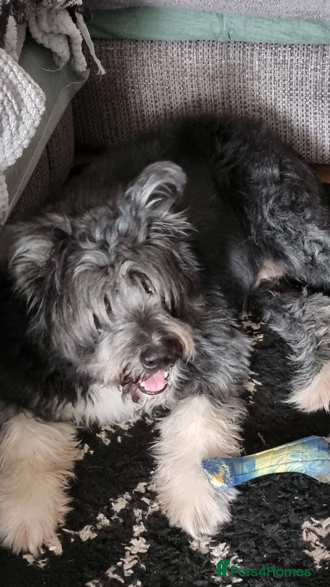 Mixed Breed dogs for sale: puppy love. 2 puppies in Falmouth - Advert 3