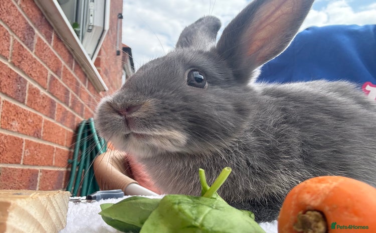 Mixed Breed rabbits - Advert 2