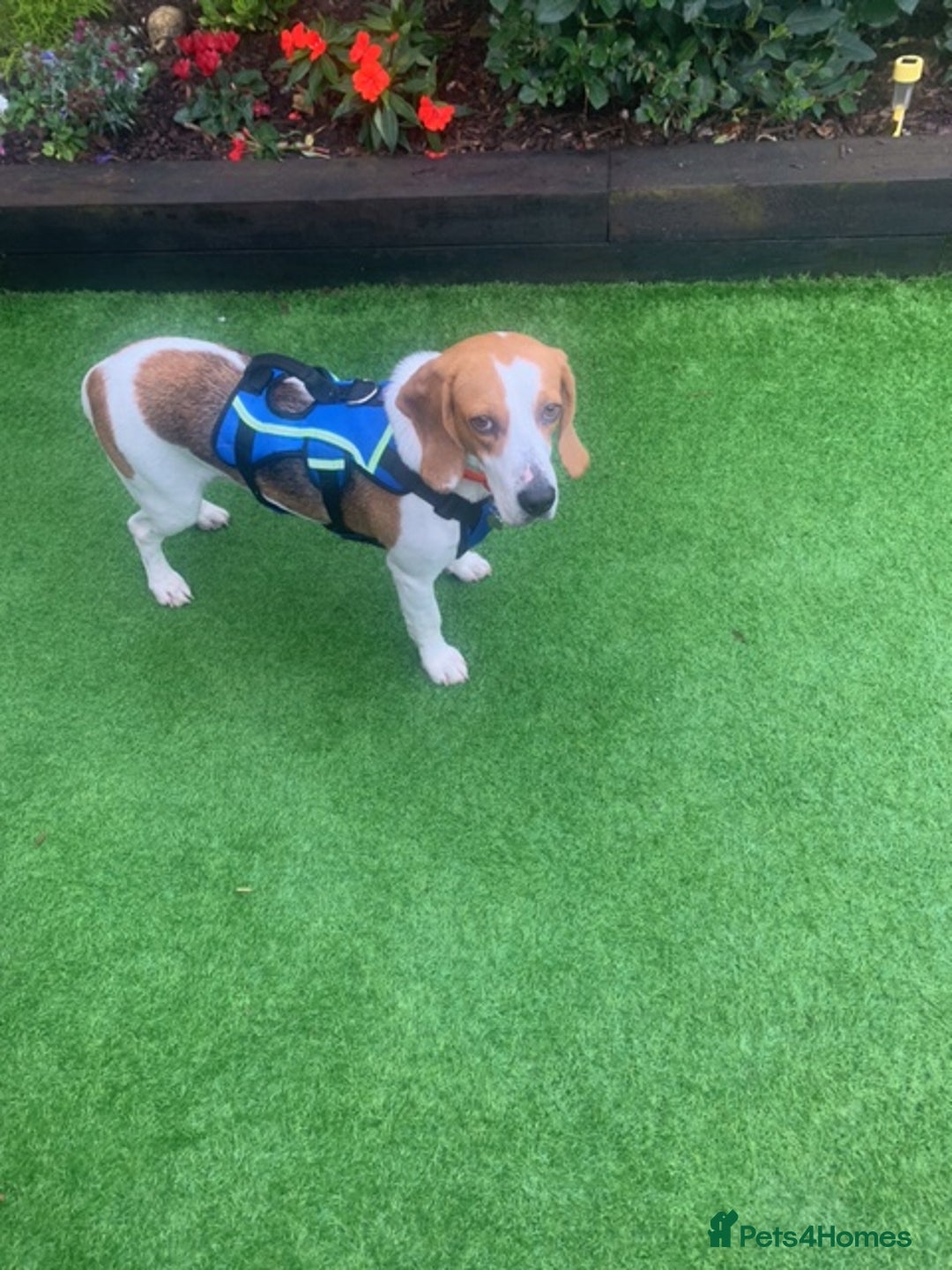 Beagle dogs for adoption: Blaze needs his forever home - Image 2