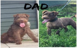 Patterdale Terrier dogs for sale: Patterdale terrier puppies  - Image 6