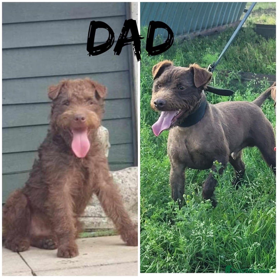Patterdale Terrier dogs for sale: Patterdale terrier puppies  - Image 6