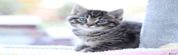 Mixed Breed cats for sale: Adorable Kittens - Advert 21