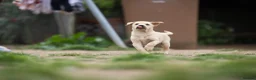 Labrador Retriever dogs for sale: KC registered Working Line Yellow Labrador Puppies in King's Lynn - Advert 12
