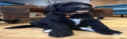 Mixed Breed dogs for sale: Poodle cross puppies. - Advert 7