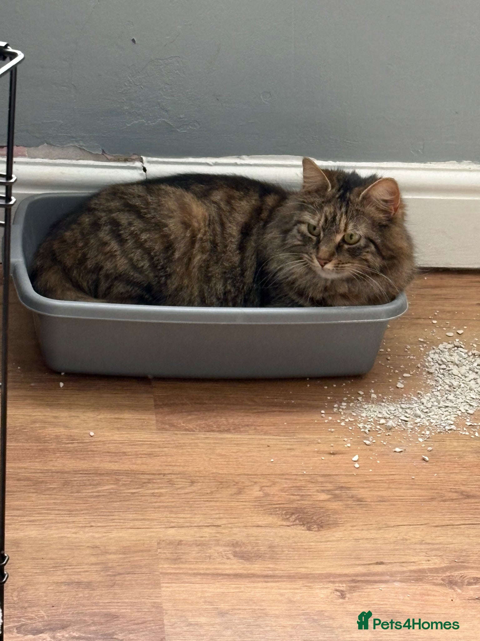 Mixed Breed cats for sale: 4 beautiful male ginger kittens  in Bristol - Advert 2