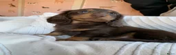 Miniature Dachshund dogs for sale: Long haired miniature dachshund  in North Shields - Advert 3