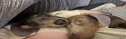 Dachshund dogs for sale: Lovely Pair Dachshunds Looking for a Forever Home in Derby - Advert 12