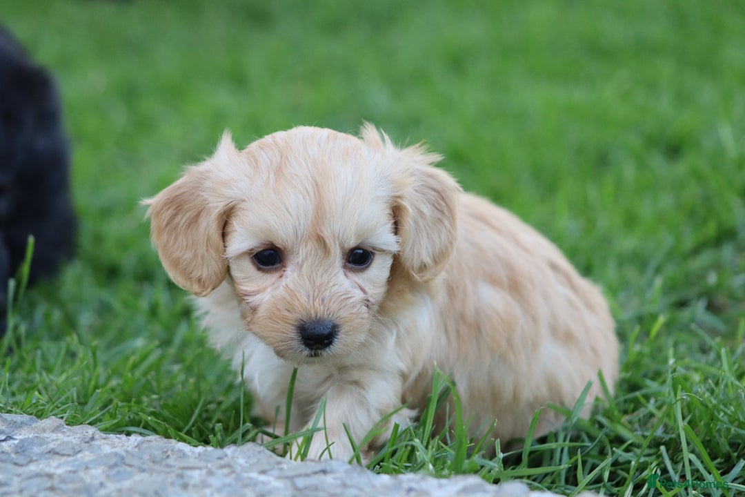 Cavapoochon dogs for sale: Cavapoochon puppies for sale - Image 39