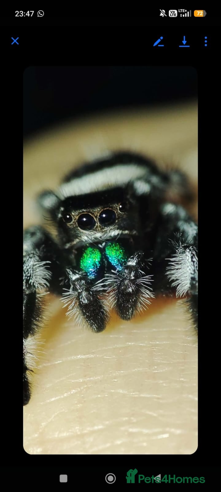 Spiders invertebrates Jumping spiders/P.regius/ - Advert 5