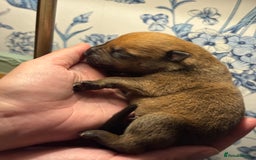 Mixed Breed dogs for sale: Dutch/Belgian malinois   - Image 6