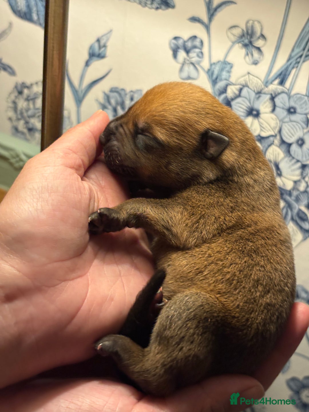 Mixed Breed dogs for sale: Dutch/Belgian malinois   - Image 6