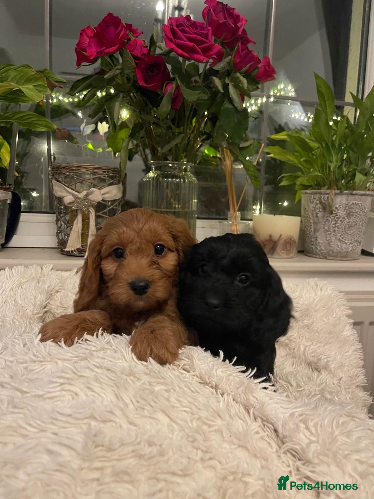 Cockapoo dogs F1 health tested Cockapoo puppies - Advert 8