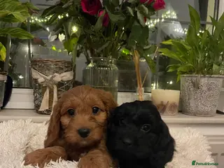Cockapoo dogs F1 health tested Cockapoo puppies - Advert 8