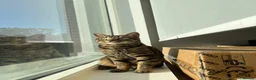British Shorthair cats for sale: Tabby boy available  - Advert 4