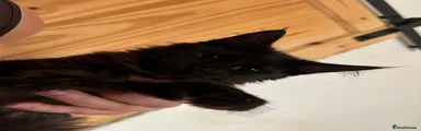 Maine Coon 2