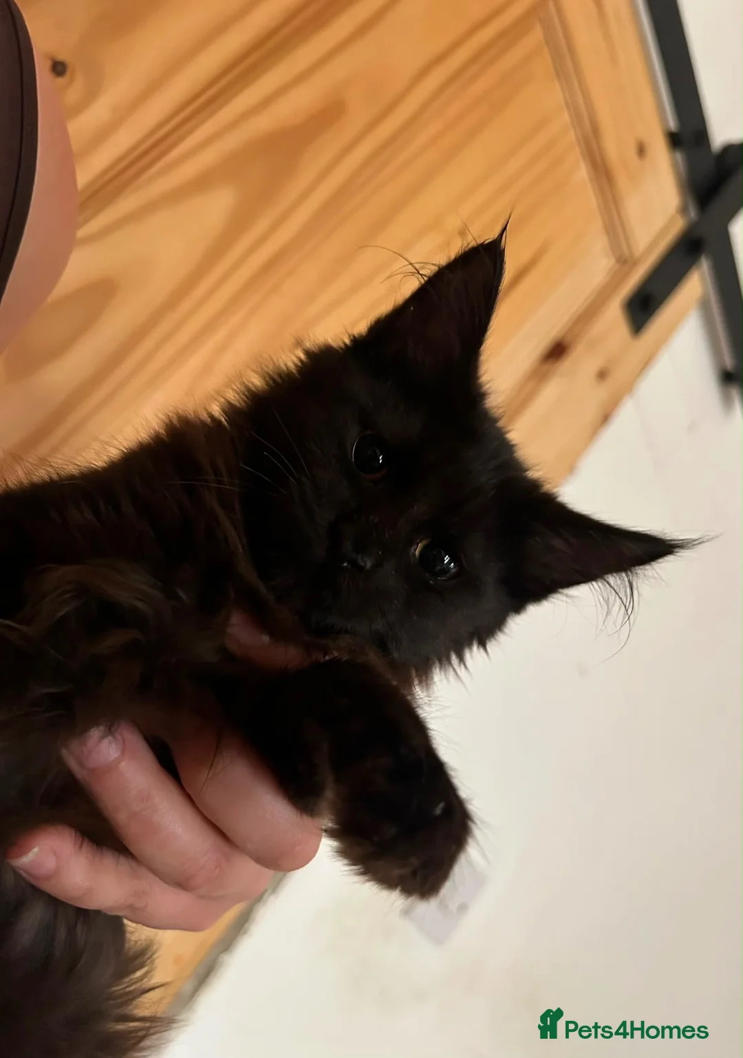 Maine Coon cats for sale: Maine coon kittens - Advert 21