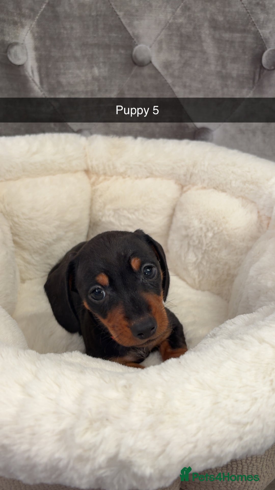 Miniature Dachshund dogs for sale: Ready To Leave 1 Female Miniature Dachshund - Advert 6